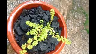 Sedum Makinoi Ogon Plants🌿 greenleaf sedum stonecrop plants [upl. by Chung363]