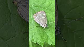 Хвостюшок дубовий Neozephyrus quercus у вроцлавському лісі butterfly insect nature [upl. by Sisson561]