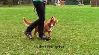 Caylie Nova Scotia Duck Tolling Retriever  6 months first trainings elements [upl. by Artemis]