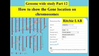 Genome wide study Part 12  Gene location on chromosome  Phenogram Ritchie lab  gene duplication [upl. by Alleunam]