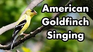 American Goldfinch Singing  Bird Song and Sound  Little Yellow and Black Bird [upl. by Astrea]