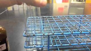 Lab Protocol  Proteins Detection Assay Unit 4 Macromolecules [upl. by Eldridge227]