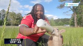 The Kenyan GOAT Family in Atlanta USA [upl. by Tterb]