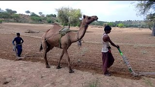 Tharparkar camel walking cultivation field with camellife ll camel of thar [upl. by Wilhide]