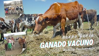 EXPOFERIA Ganado VACUNO 🐂 en Quinchucajas 🐂 [upl. by Akenehs]