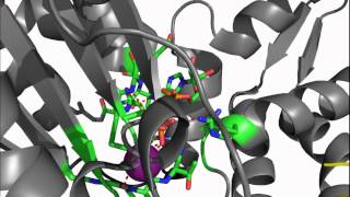 HslU ATP Binding Site 1Do0pdb [upl. by Nicolle]