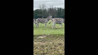 Trip to Knuthenborg Safari Park [upl. by Hadeehuat]