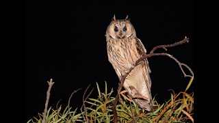 Long eared Owl [upl. by Lyndsie791]