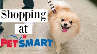 POMERANIAN GOES SHOPPING AT PETSMART Dog Haul Toys treats amp clothes [upl. by Freida]