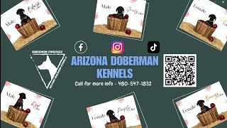 Arizona Doberman Kennels September Commercial no vo [upl. by Cir258]