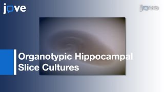 Organotypic Hippocampal Slice Cultures l Protocol Preview [upl. by Jacobsohn]