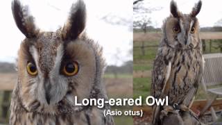 Owl  Longeared Owl Bird Call and Pictures for Teaching BIRDSONG [upl. by Sirc]