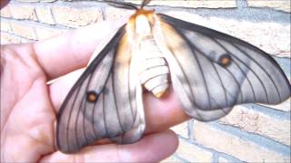 GHOSTLY SILKMOTH Amazing white Ceranchia apollina [upl. by Tova]