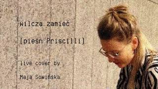 Wilcza Zamieć pieśń Priscilli  live cover by Maja Sowińska [upl. by Eisen]