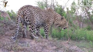 Male Leopard ROAR [upl. by Finn]