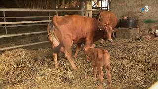 En Savoie les éleveurs de vaches laitières sadaptent à la sécheresse [upl. by Einahpts207]