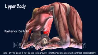 Kapotasana King Pigeon Yoga Pose Muscle Anatomy EasyFlexibility [upl. by Ellecrag]