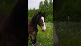 Vi har fått hästar till gården 🐴 [upl. by Eimirej]