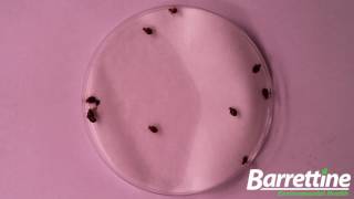 OA2KI In Action Bedbugs  Barrettines Pesticide Free Treatment [upl. by Atinal]