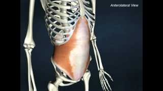 Transversus abdominis  AnatomyOnlineCourse [upl. by Rosalind]