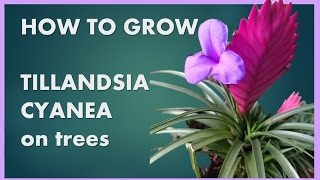 How to grow Tillandsia Cyanea on trees [upl. by Nylrad]