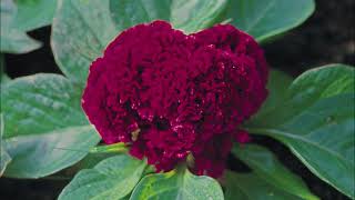 Celosia cristata [upl. by Brandenburg]