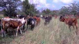 Veldmaster Cattle in High Density Grazing System [upl. by Laoj]