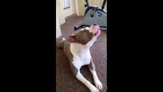 Pitbull howling [upl. by Durham]