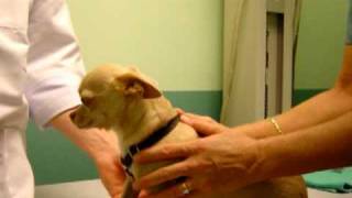 How to Give Your Dog Liquid Medication [upl. by Novi591]