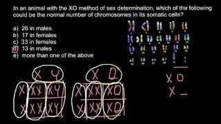 Genetics XY system vs XO and haplodiploidy explaned [upl. by Corrine626]