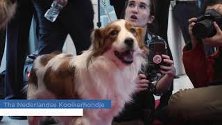 2019 Westminster Kennel Club Press Conference [upl. by Lodge]