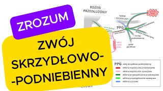 Zwój skrzydłowopodniebienny wyjaśniony szybko i przystępnie [upl. by Nelubez]