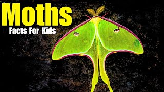 All About Moths Facts For Kids [upl. by Eenattirb]