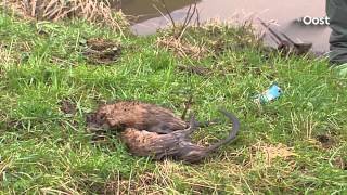 Muskusrat moet op menukaart van restaurants in Kop van Overijssel [upl. by Cichocki442]