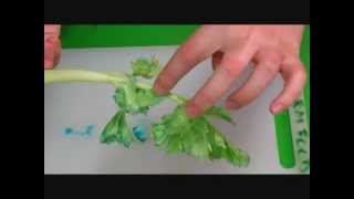 Celery Straws  A Growing Experiment [upl. by Assereht]