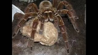 Mundo Animal Theraphosa blondi [upl. by Gebhardt]