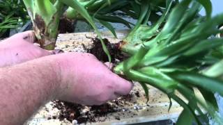 BROMELIAD CARE PROPAGATING METHODS BY SEEDS AND DIVIDING PUPS [upl. by Amiaj]