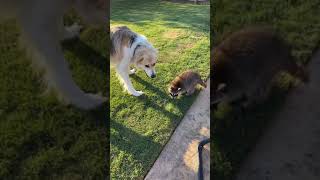 Raccoon Tries to Play With Dog  15233188 [upl. by Zap]