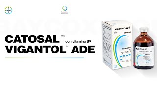 En Voz Del Experto Bayer Uso de Catosal y Vigantol ADE para mejorar la fertilidad y producción [upl. by Riti]