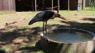 Marabou storks foraging drinking social behaviour and sunbathing with a hooded vulture [upl. by Nos]