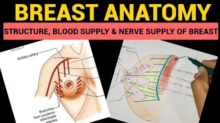 Mammary gland anatomy in simplified way with diagram and 3D [upl. by Jacquelyn]