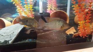 Breeding pair of Geophagus Brasiliensis [upl. by Joung329]