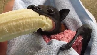 Hes Cranky Rescued Bat Enjoys Banana [upl. by Kluge]