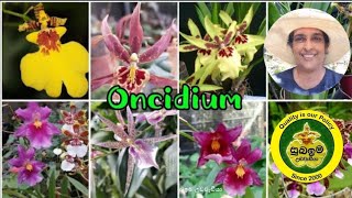 Oncidium for sale 🌿🌸 වීඩියෝ එකේ තියෙන whatsapp අංකයට message කරන්න [upl. by Vipul]