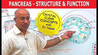 Pancreas  Structure and Function [upl. by Nylrehs128]