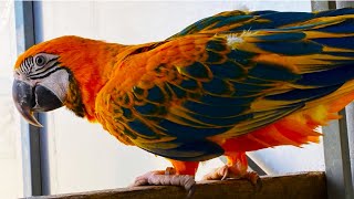 Yellow opaline macaw loves to play cute baby parrot [upl. by Llezom]