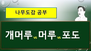 개머루 vs 머루 vs 포도  무엇이 다를까 [upl. by Nika828]