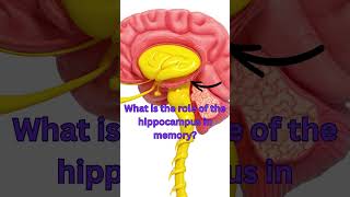 Memory Marvels Decoding the Extraordinary Role of the Hippocampus 🧠📚 english didyouknow quotes [upl. by Ereveneug]