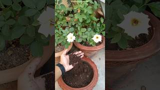 🤫Phool ke paudhe mein kaun si khad dalen  Best fertilizer for flowering plants [upl. by Barsky]