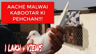 AACHE MALWAI KABOOTAR KI PECHAN  मलवई कबूतर की पहचान [upl. by Ted851]